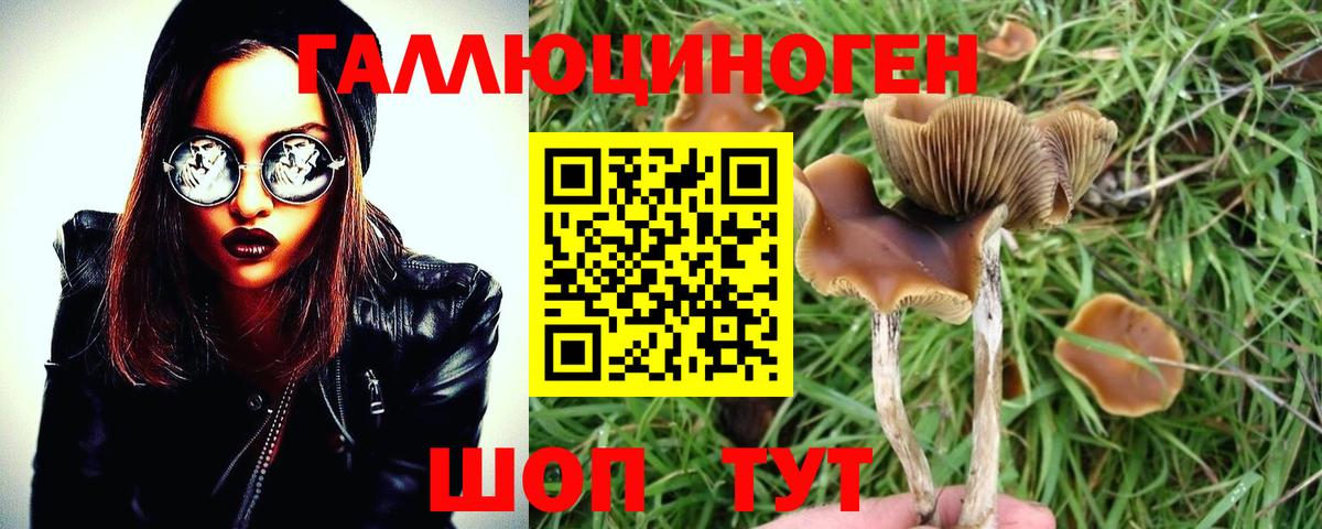 Строитель  Псилоцибиновые грибы Cubensis  Вход с VPN 